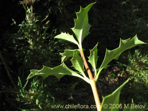 Image of Desfontainia spinosa (Taique / Chapico / Trau-trau). Click to enlarge parts of image.